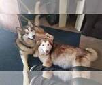Small Photo #1 Alaskan Malamute Puppy For Sale in ERIAL, NJ, USA
