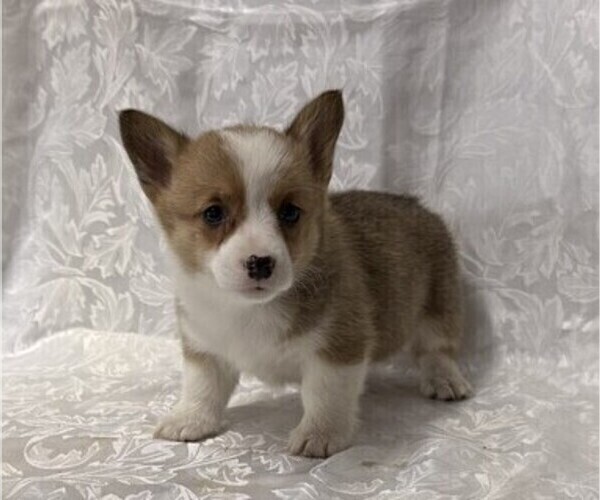 Medium Photo #1 Pembroke Welsh Corgi Puppy For Sale in STANLEY, WI, USA