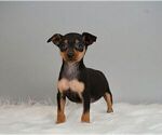 Small Photo #2 Miniature Pinscher Puppy For Sale in WARSAW, IN, USA
