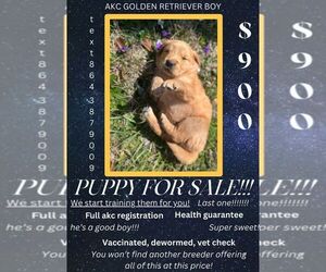 Golden Retriever Puppy for sale in INMAN, SC, USA