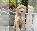 Small Photo #13 Australian Labradoodle Puppy For Sale in WASHINGTON, NC, USA