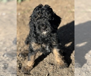 Poodle (Miniature)-Poodle (Standard) Mix Puppy for sale in LONGMONT, CO, USA