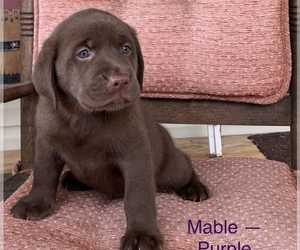 Labrador Retriever Puppy for sale in SPOTSYLVANIA, VA, USA