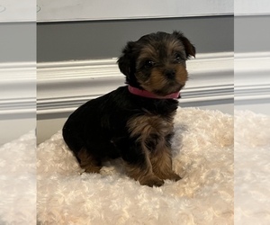 Yorkshire Terrier Puppy for Sale in SAVANNAH, Georgia USA
