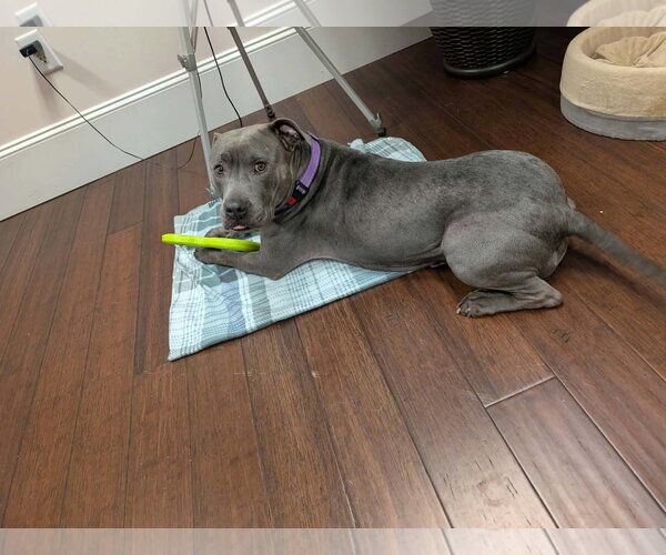 Medium Photo #2 American Pit Bull Terrier-Staffordshire Bull Terrier Mix Puppy For Sale in Holly Springs, NC, USA