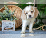 Small #1 Cocker Spaniel