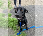 Small #10 Labrador Retriever Mix