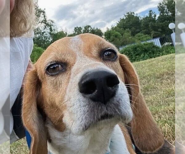 Medium Photo #8 Beagle Puppy For Sale in Dunnellon, FL, USA