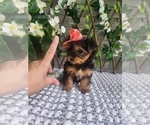 Small #5 Morkie
