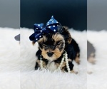 Small Photo #15 Yorkshire Terrier Puppy For Sale in SAN JACINTO, CA, USA