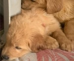 Small Photo #4 Golden Retriever Puppy For Sale in EL CAJON, CA, USA