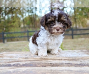 Poovanese Puppy for sale in KNOB NOSTER, MO, USA