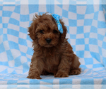 Image preview for Ad Listing. Nickname: Levi