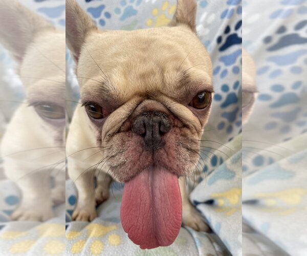 Medium Photo #3 French Bulldog Puppy For Sale in oakland, FL, USA