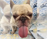 Small #2 French Bulldog