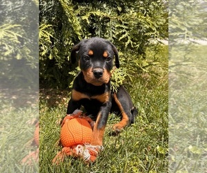 Rottweiler Puppy for sale in MIDDLEBURY, IN, USA