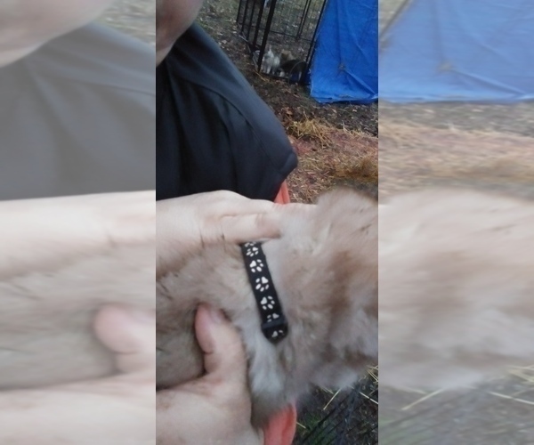 Medium Photo #5 Siberian Husky Puppy For Sale in TERRE HAUTE, IN, USA