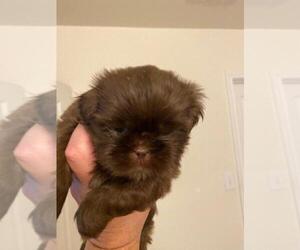 Shih Tzu Puppy for sale in NEW BRAUNFELS, TX, USA