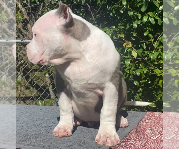 Medium Photo #13 American Bully Puppy For Sale in JACKSONVILLE, FL, USA