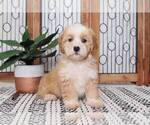 Small Photo #3 Cavachon Puppy For Sale in NAPLES, FL, USA