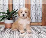 Small #2 Cavachon