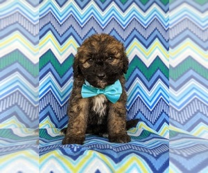Saint Berdoodle Puppy for sale in OXFORD, PA, USA