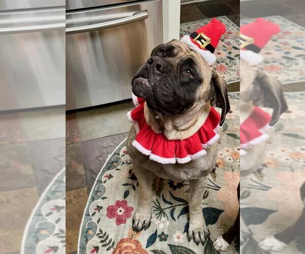 Medium Photo #1 Mastiff Puppy For Sale in Edmond, OK, USA