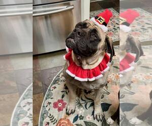 Mastiff Dogs for adoption in Edmond, OK, USA