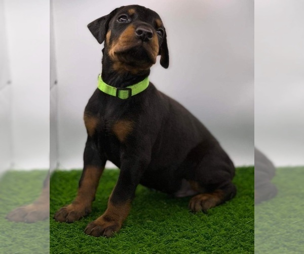 Medium Photo #1 Doberman Pinscher Puppy For Sale in ELGIN, IL, USA