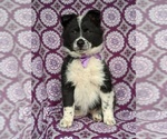 Small Photo #2 Border Collie-Unknown Mix Puppy For Sale in QUARRYVILLE, PA, USA