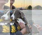 Small #2 Borador