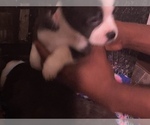 Small Photo #30 Boston Terrier-Collie Mix Puppy For Sale in COLUMBUS, OH, USA