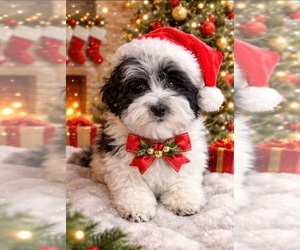 Havanese Puppy for sale in LIVONIA, MI, USA