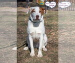 Small #2 American Staffordshire Terrier-Retriever  Mix