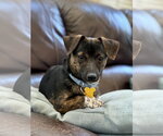 Small #4 Chiweenie
