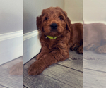 Small Photo #8 Goldendoodle (Miniature) Puppy For Sale in NORTHVILLE, MI, USA