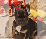 Small #2 French Bulldog