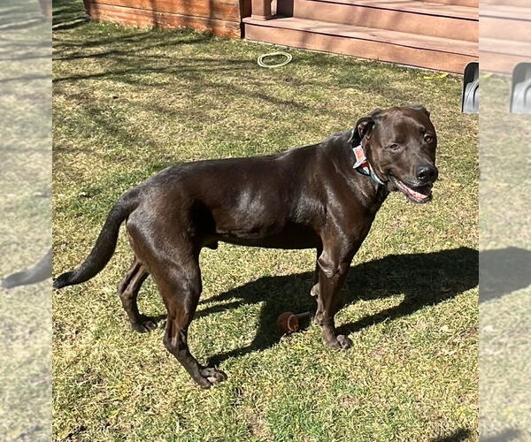 Medium Photo #20 Labrottie Puppy For Sale in Salt Lake City, UT, USA