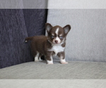 Small Photo #4 Chihuahua Puppy For Sale in SAN FRANCISCO, CA, USA