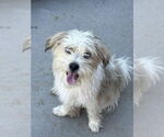 Small #3 Havanese Mix