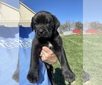 Puppy Orange Mastador