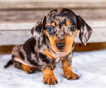Puppy Casper Dachshund
