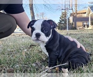 Bulldog Puppy for sale in GOODLAND, KS, USA