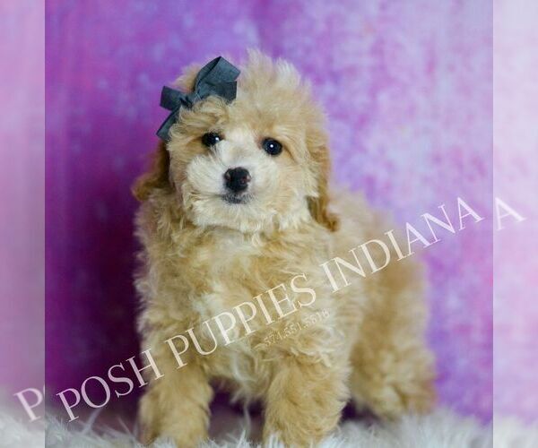 Medium Photo #14 Poodle (Miniature) Puppy For Sale in WARSAW, IN, USA