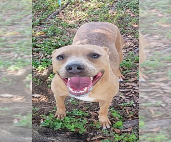 Medium Photo #2 Mutt Puppy For Sale in Texas City, TX, USA