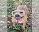Small Photo #2 Mutt Puppy For Sale in Texas City, TX, USA