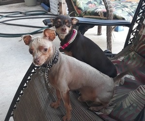 Father of the Chihuahua puppies born on 04/09/2026