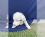 Small Photo #1 English Setter-Goldendoodle Mix Puppy For Sale in PELZER, SC, USA