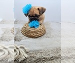 Small #2 French Bulldog