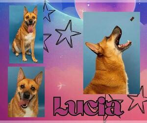 Shiba Inu-Unknown Mix Dogs for adoption in Pearland, TX, USA